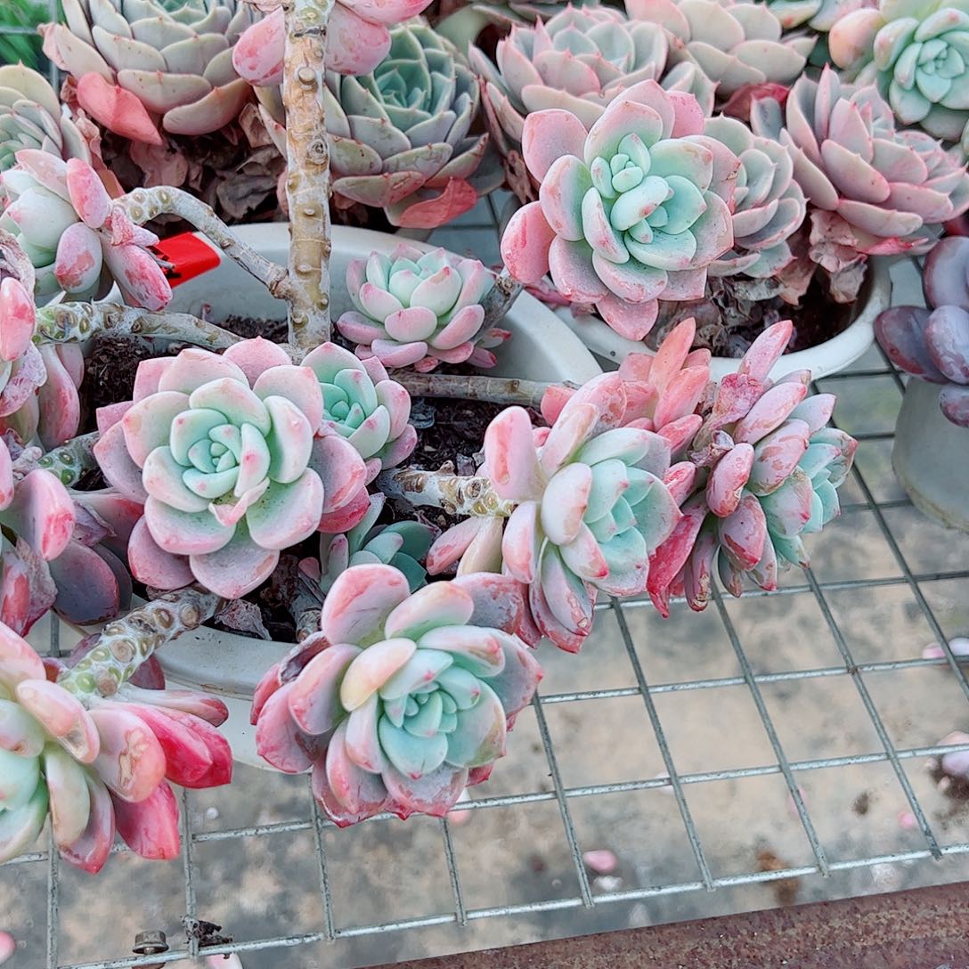 露凝香多头群生老桩特大