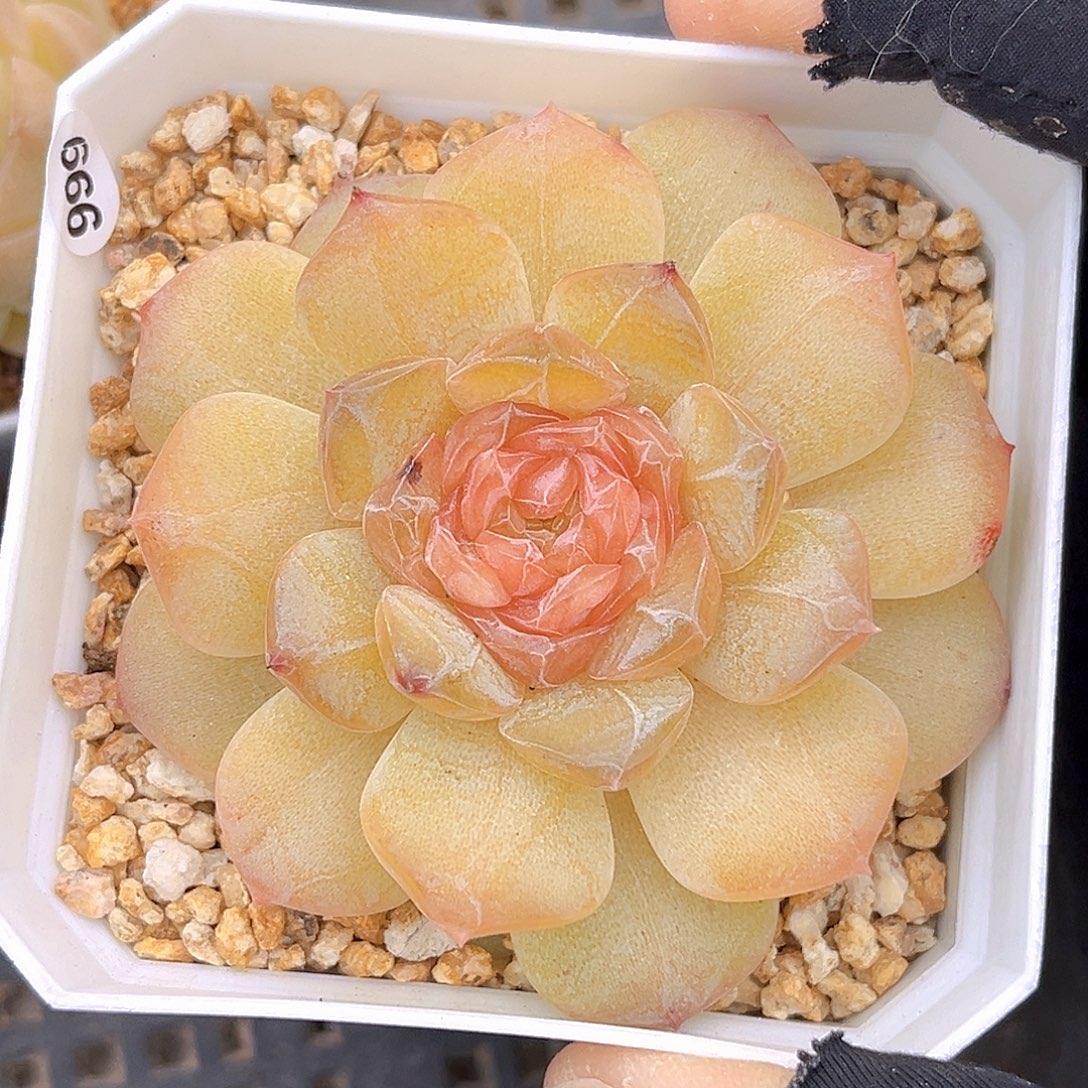 999  X37甜心18包邮