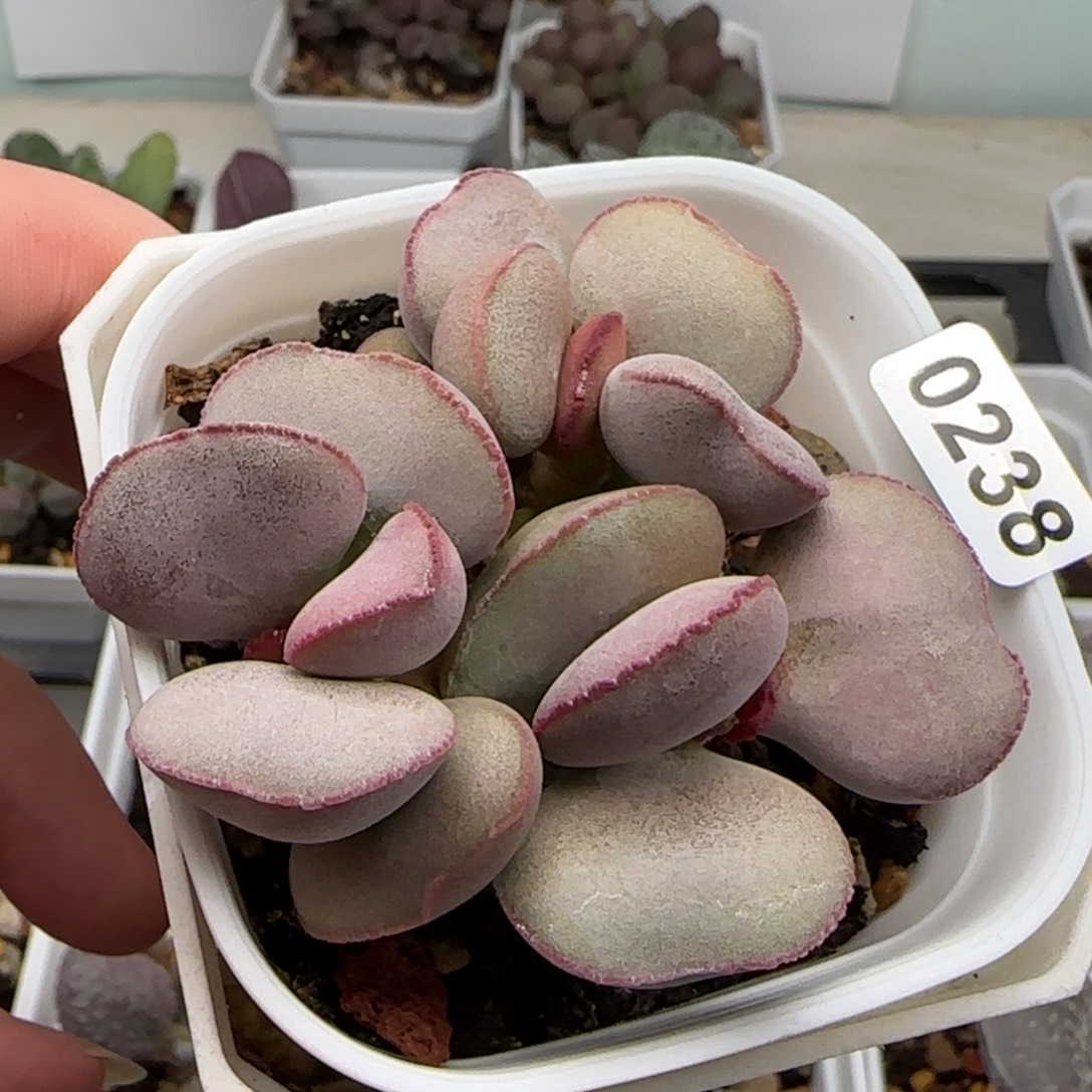 白肌红蛋多肉水泡0238