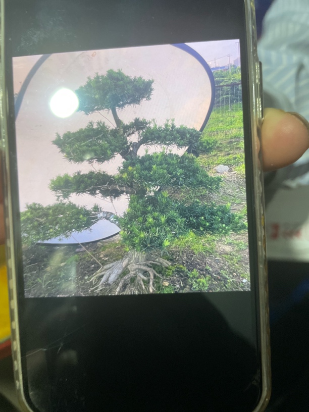 原生小叶雀舌罗汉松（直播间一物一拍）