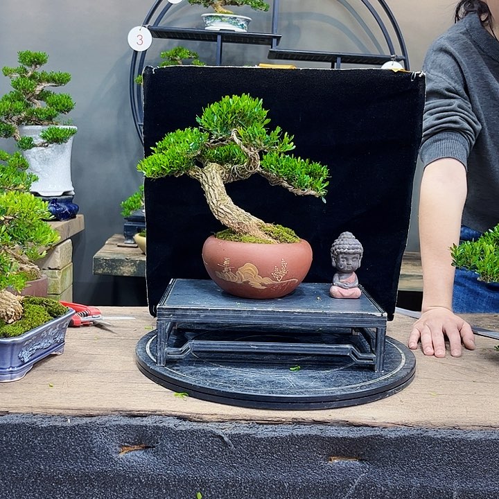 黄杨盆景四季常绿不落叶