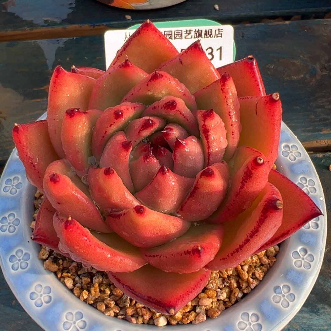 从前慢多肉精选编号0215.31