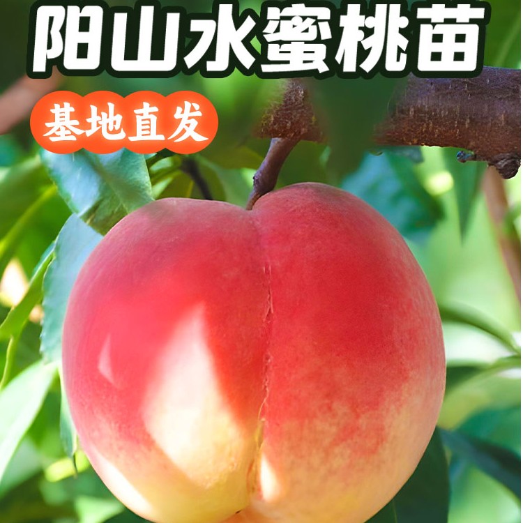 一年苗4棵 正宗无锡阳山水蜜桃苗南北桃苗嫁接品种齐全盆栽地栽