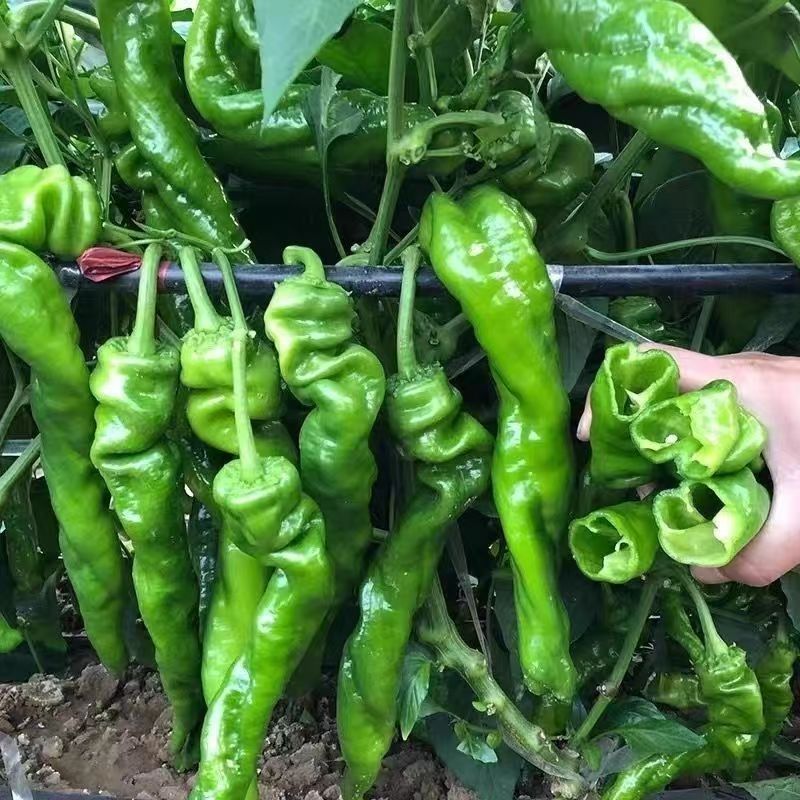 【3斤装】新鲜现摘薄皮螺丝椒中辣口感炒菜凉拌美味当季蔬菜