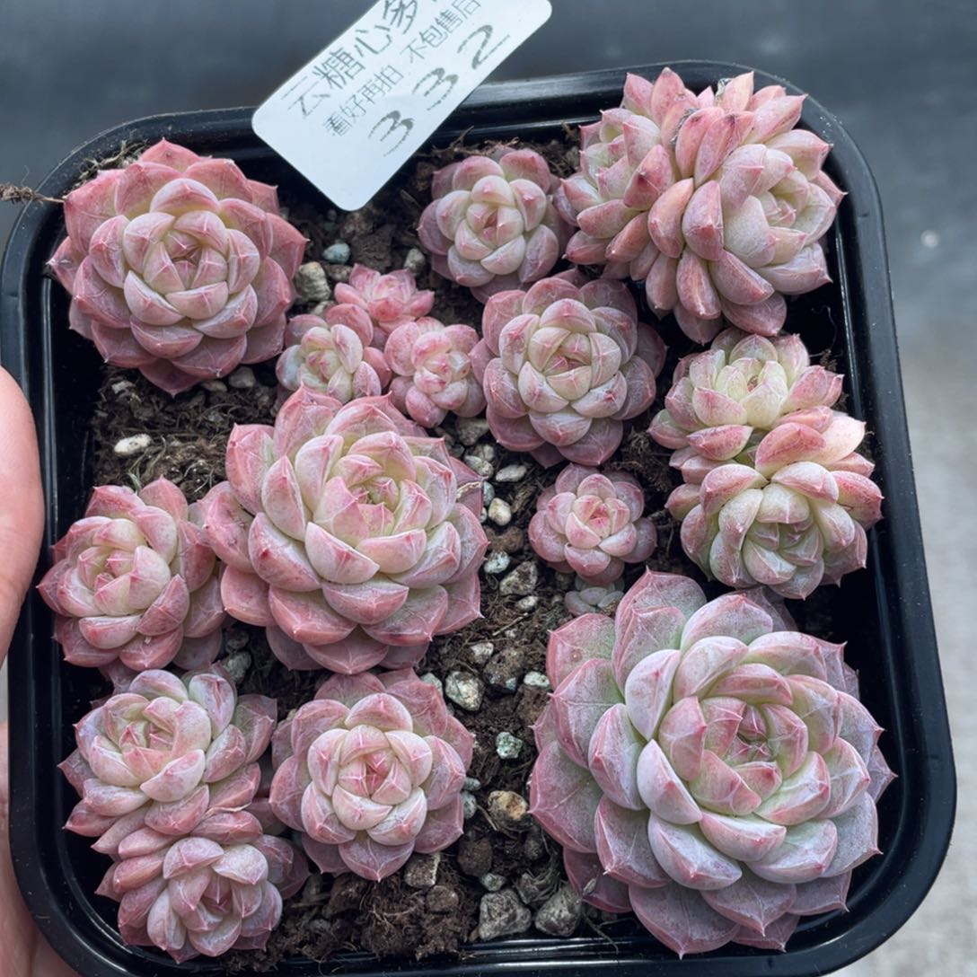 云糖心多肉植物332