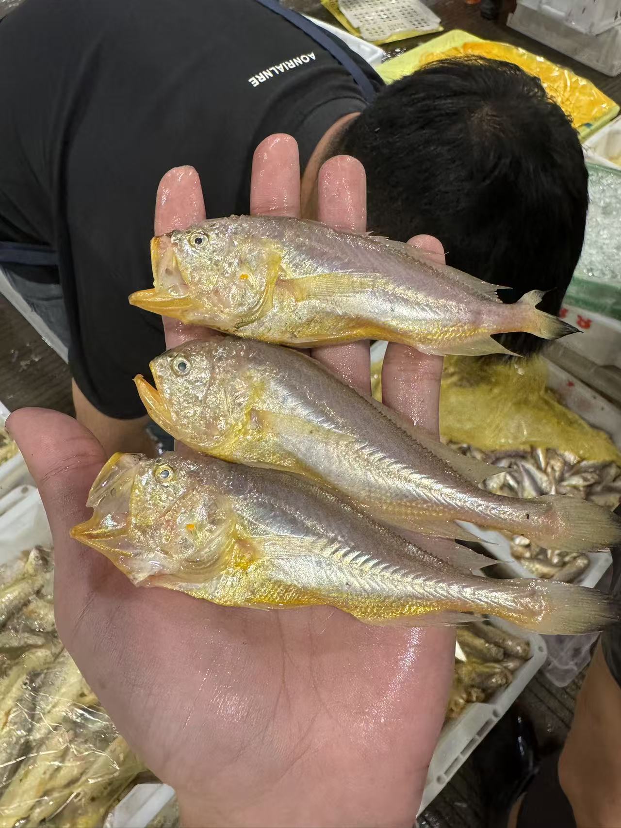 【4斤梅童鱼】东海野生海捕 梅童鱼 顺丰冷链包邮