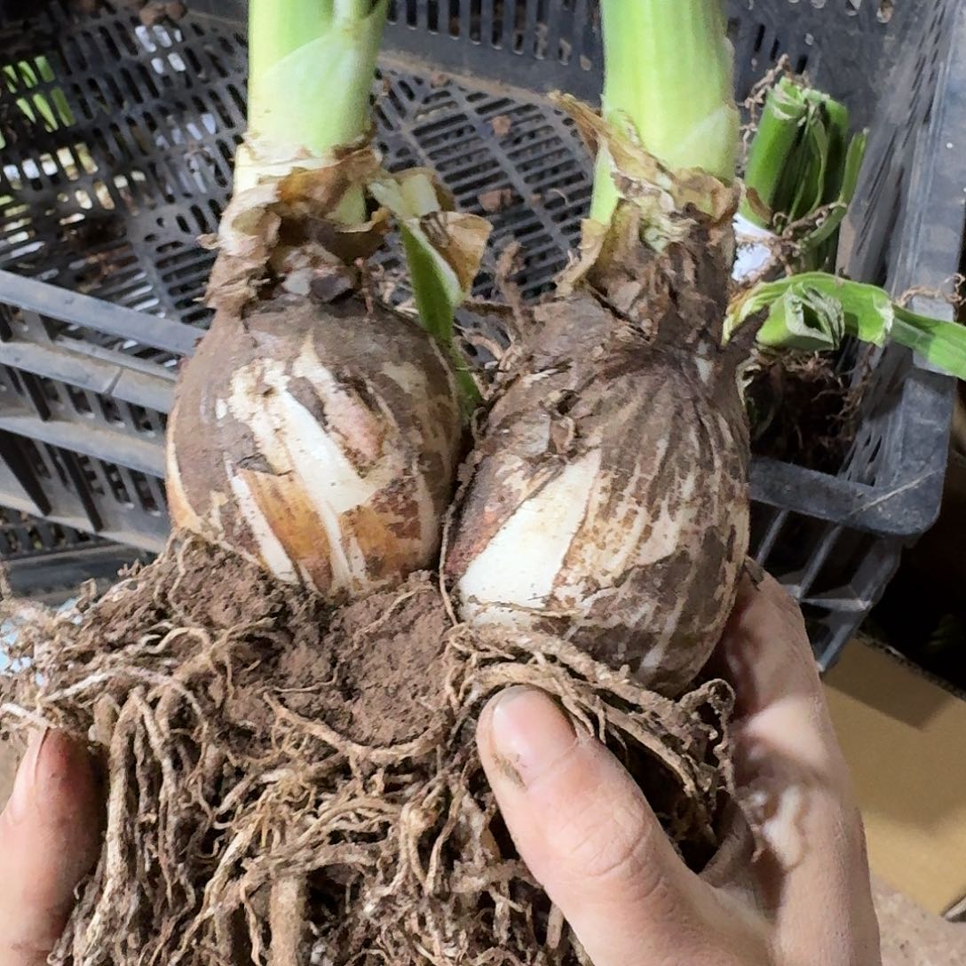 3号毛毛双包胎6.5+6.5