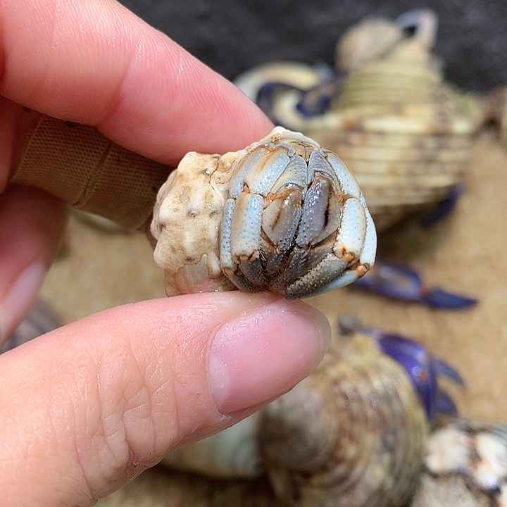 1.8口径奔跑的寄居蟹13号