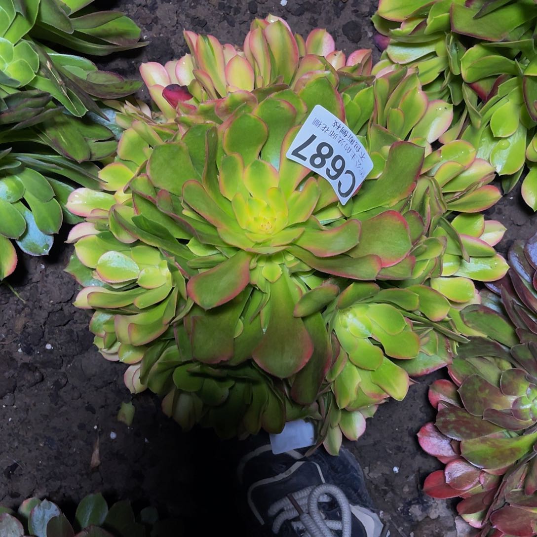 法师法师16-20包邮法师