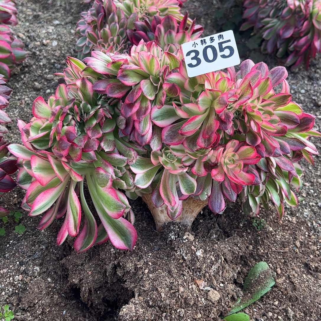 305倾城缀化法师一