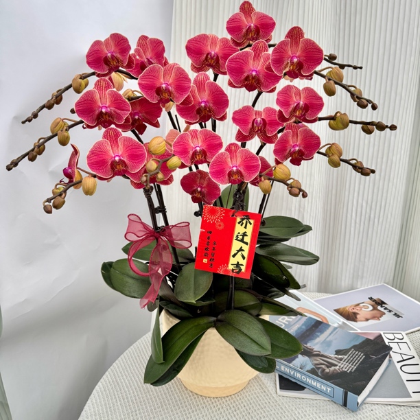 元旦佳节推荐！《聚宝橘子》红色系蝴蝶兰鲜活绿植 经典品种  