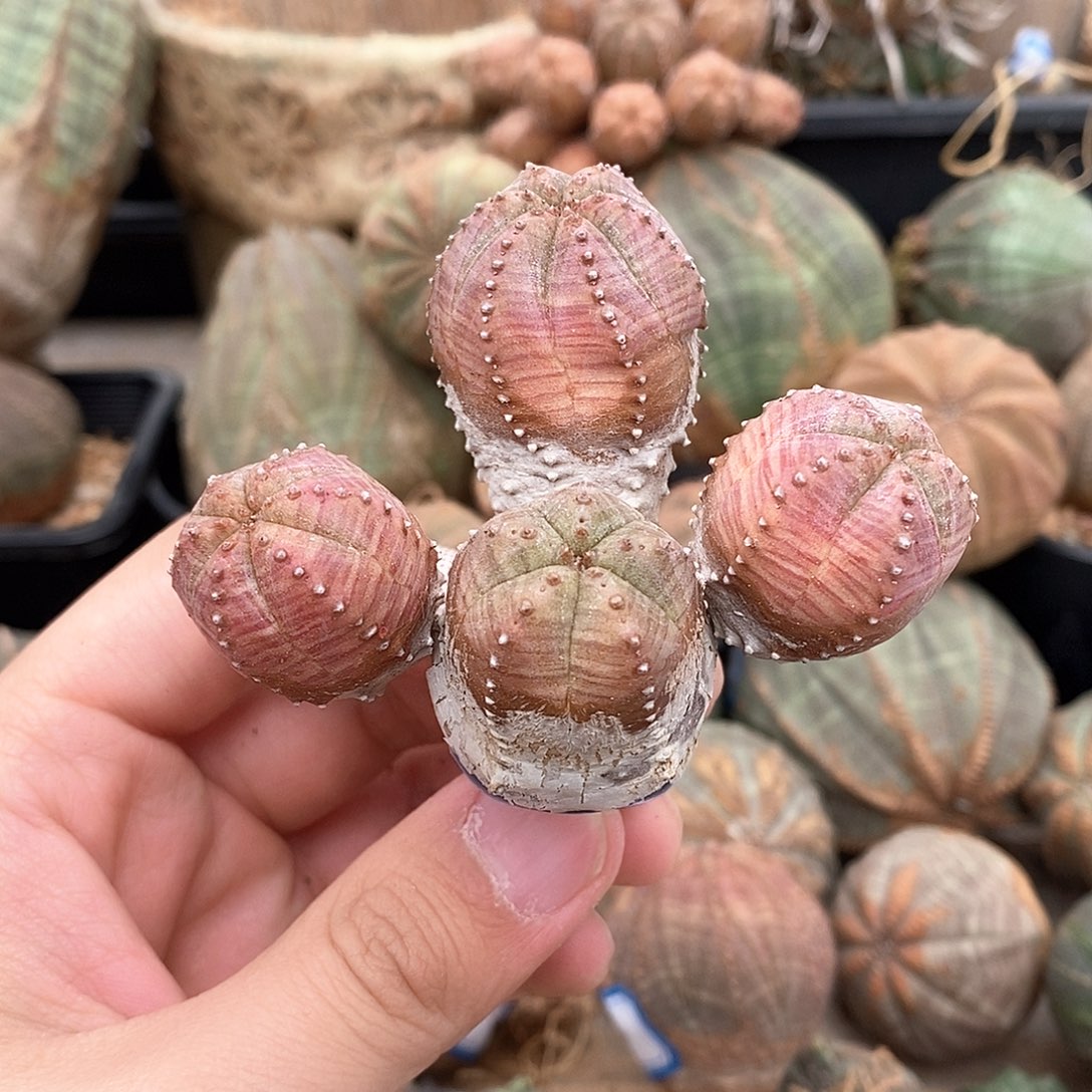 彩肌群生布纹球多肉植物