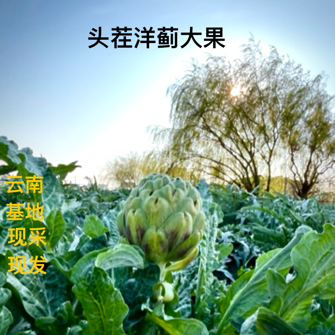 云南朝鲜蓟新鲜洋蓟（大果）农产品蔬菜产地2斤包邮