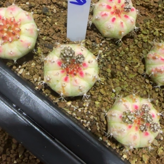 229-0122泰国发货多肉