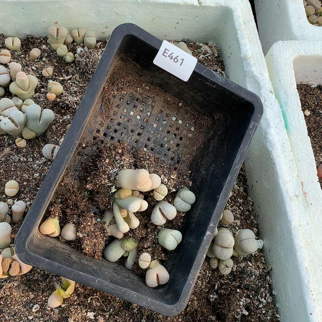 S***hE461多肉植物保护研究所