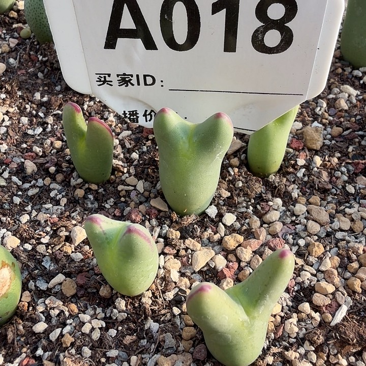 £***张018。多肉植物的生长