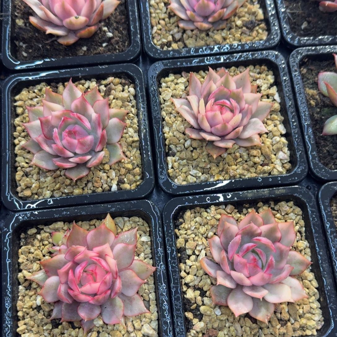 宝莲灯锦，多肉锦多肉