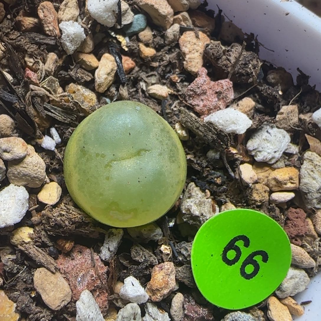 拉登1.2+瑕疵多肉植物66
