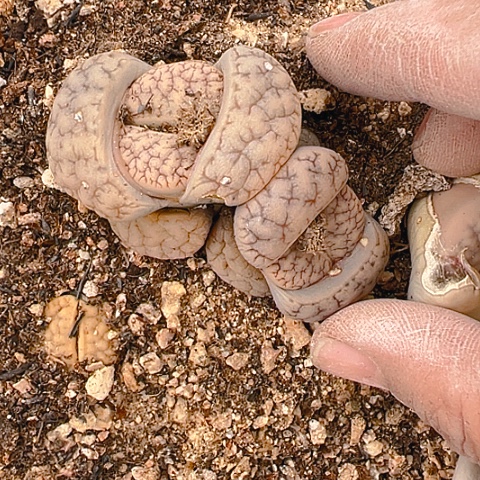 【闪购商品】25047