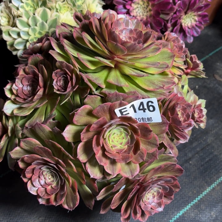 瑞妈多肉园艺146