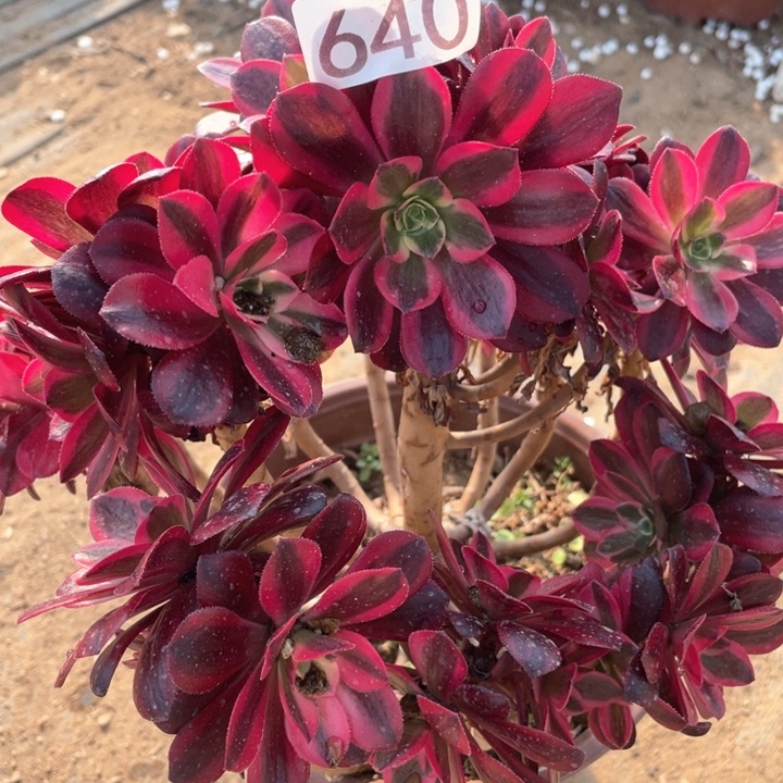 640多肉植物美杜莎有砍