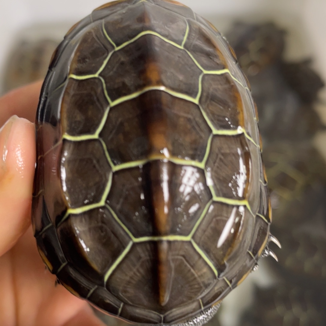 苏北金线冷水草龟