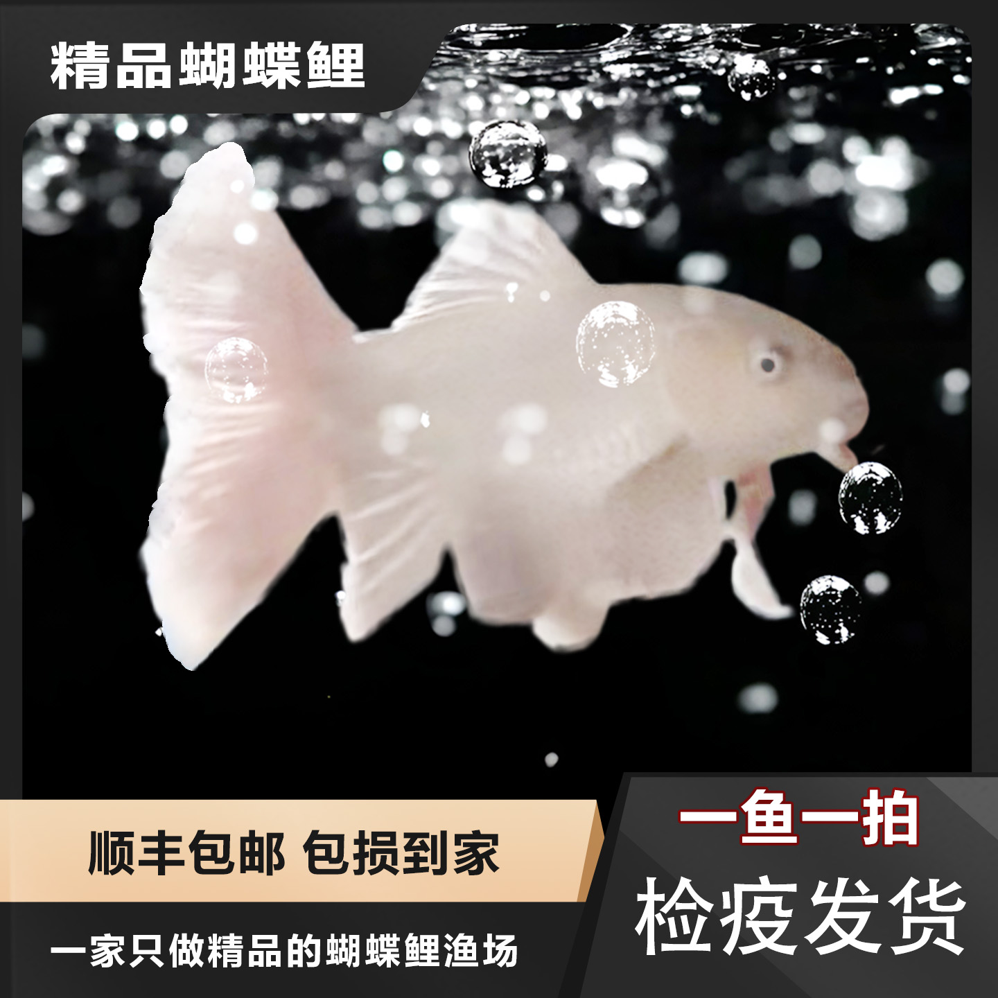 【精品蝴蝶鲤】熊猫花红观赏鱼墨蝶大鳍大尾台湾贵妃普身普短蝴蝶鲤