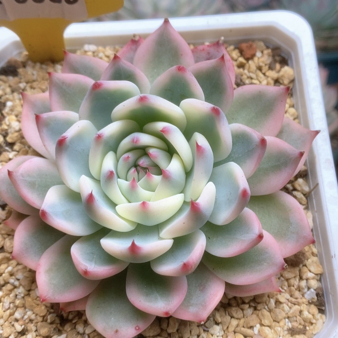 C035锦锦锦锦锦锦锦锦