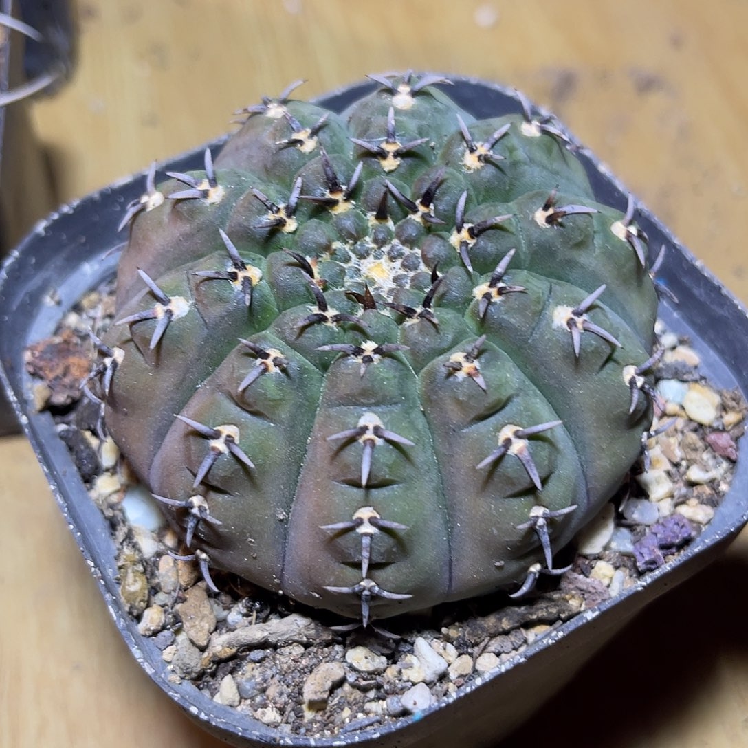 实生黑刺凤头一物一拍