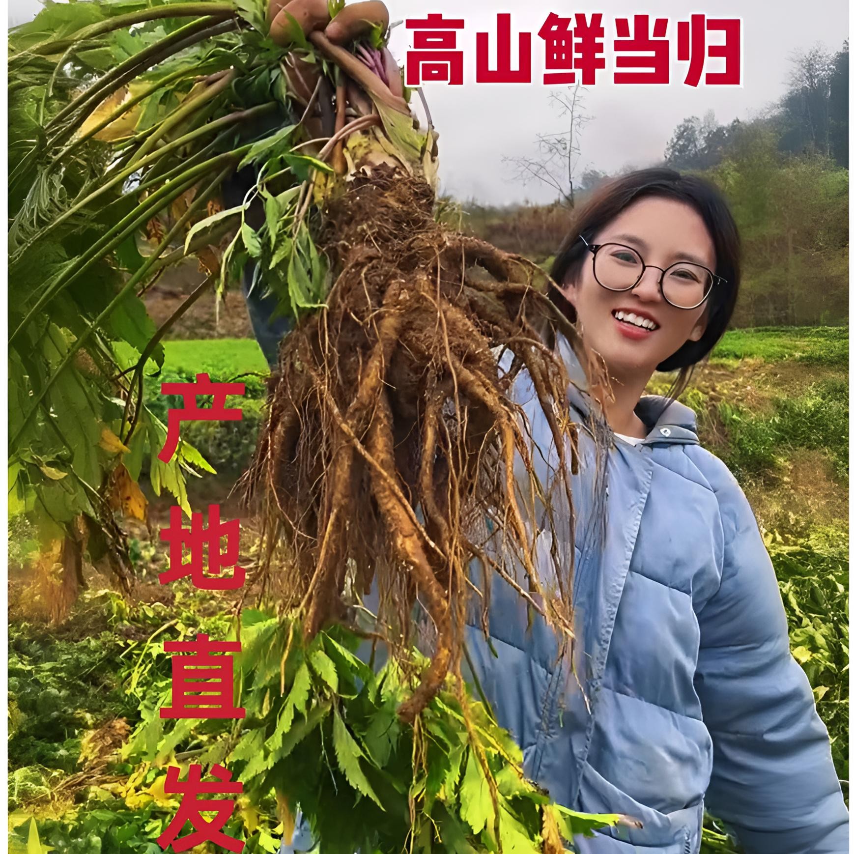 四川高山新鲜当归现挖甜当归秋冬季节煲汤炖肉佳品食材产地直发