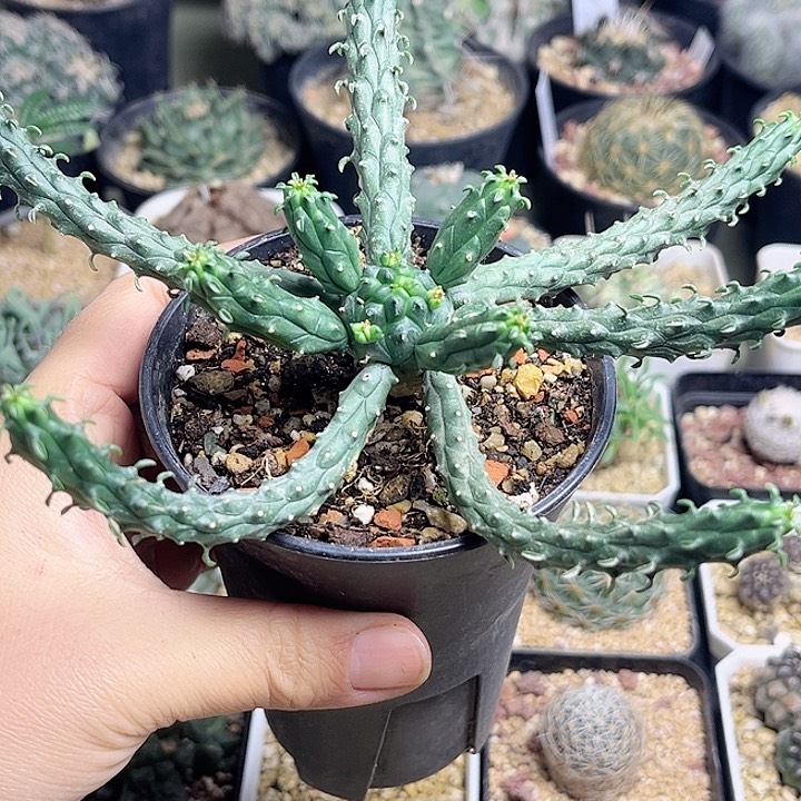 九头龙实生球一颗