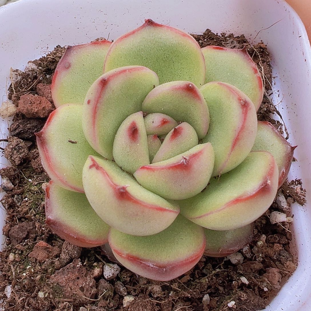 万宝龙19包邮多肉植物