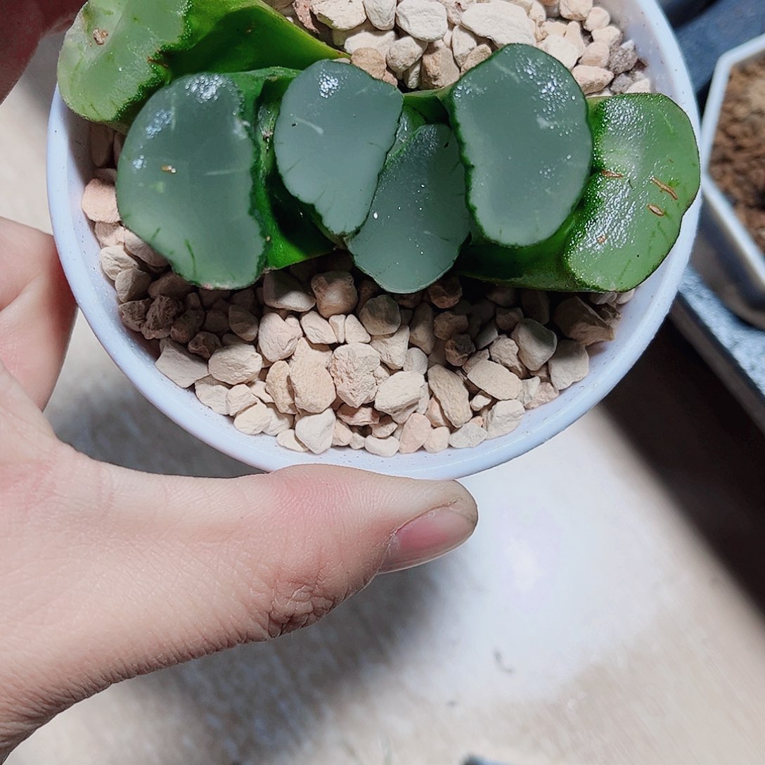 紫镜万象巨大化系列