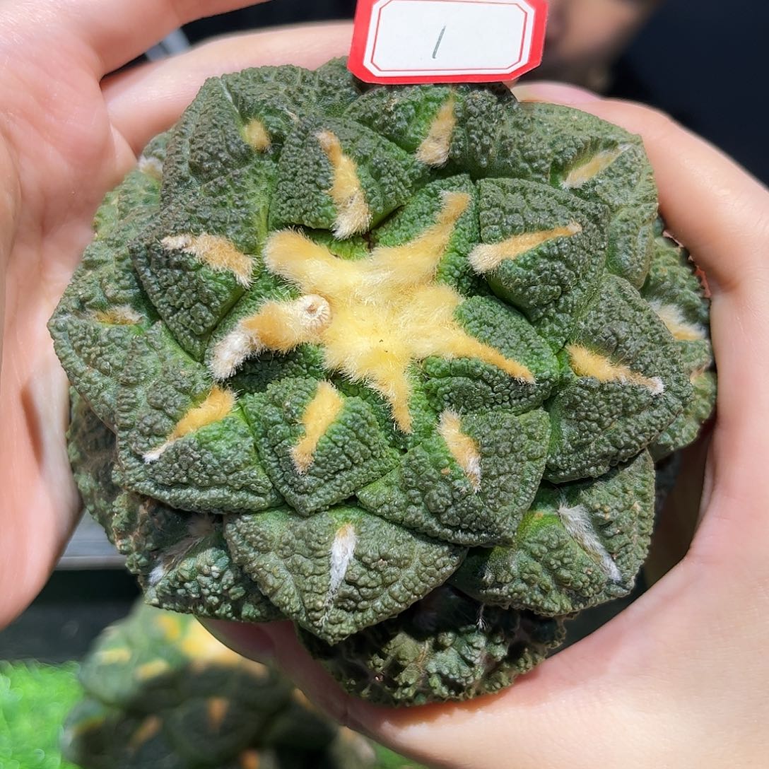 1号11cm萝卜根志贺龟甲牡丹