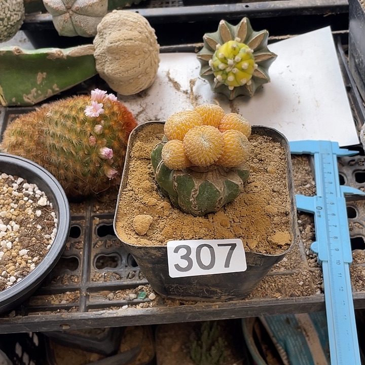 仙人球精巧殿307号