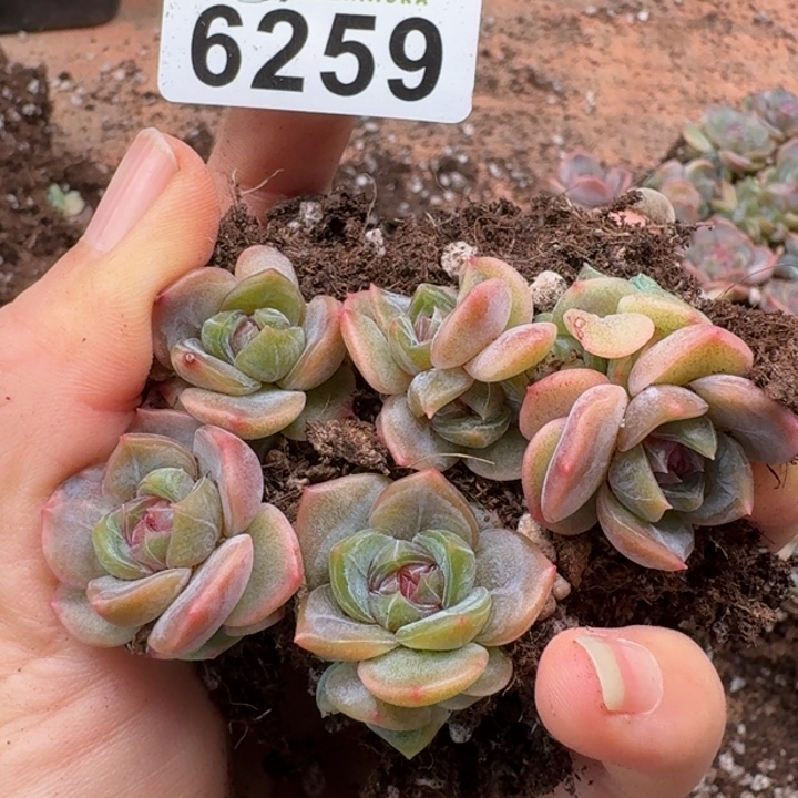 多肉植物多肉植物