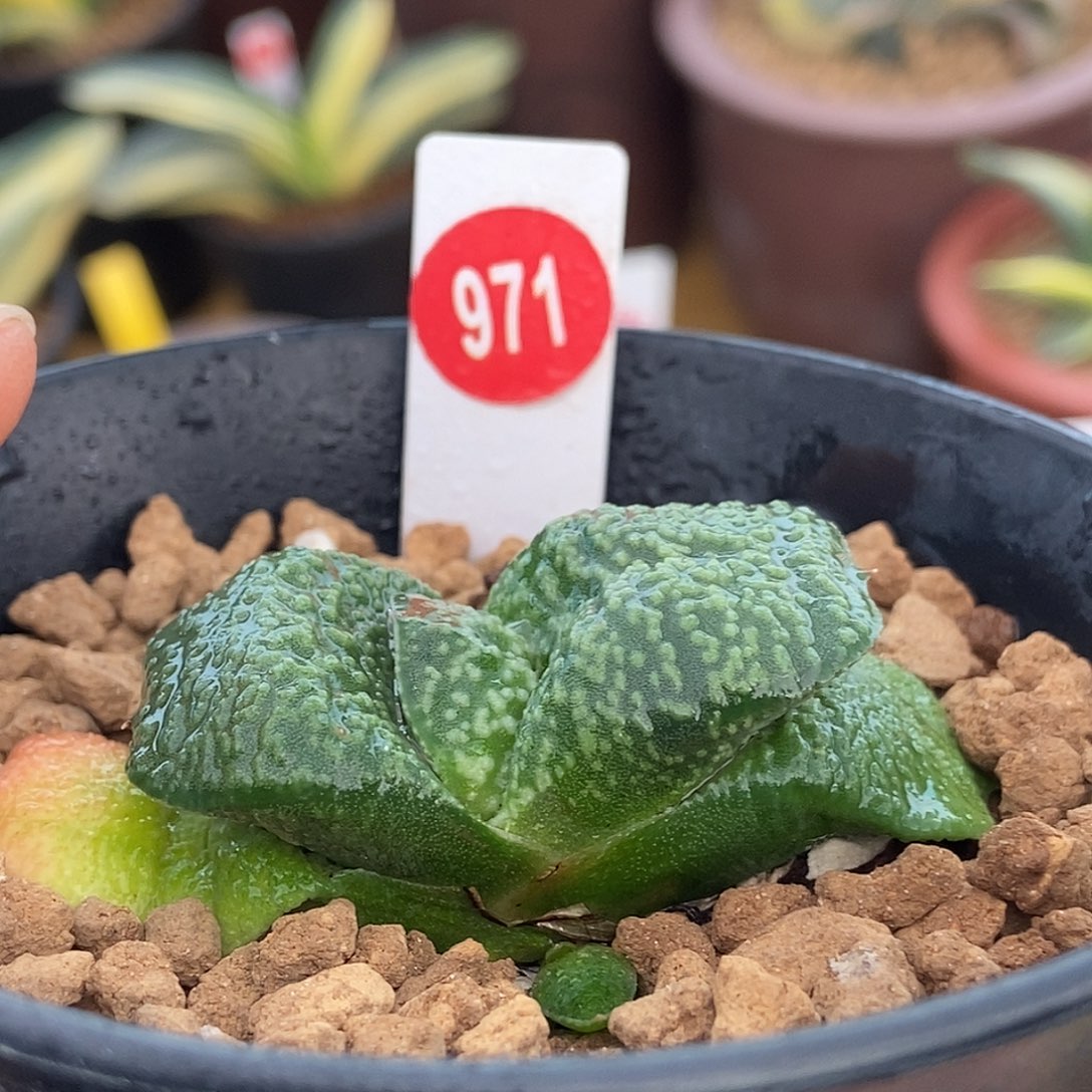 贤***狼971卧牛实生带盆发货