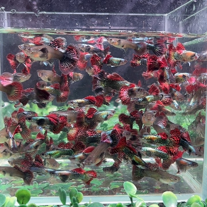 孔雀鱼红龙福利8条备损两条 公母随机