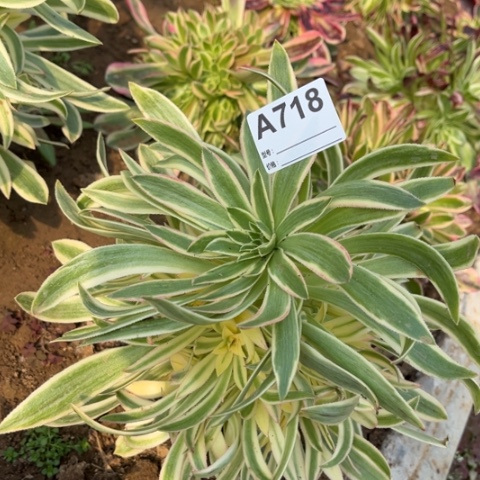 多肉植物夕颜捧花