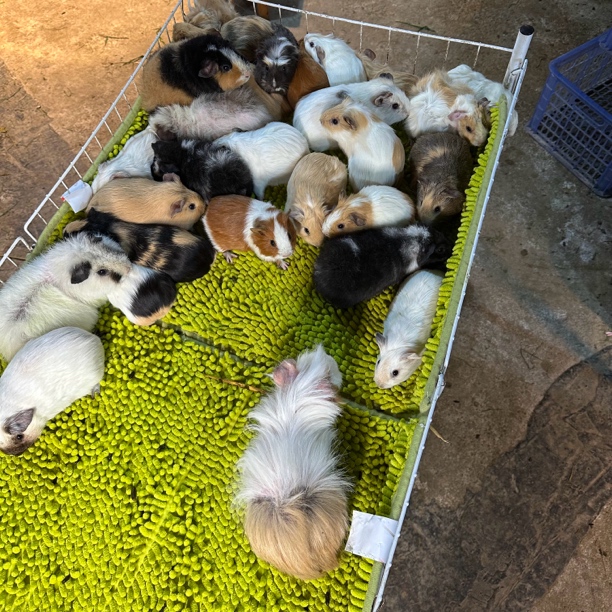 活体宠物荷兰猪豚鼠单价通拍