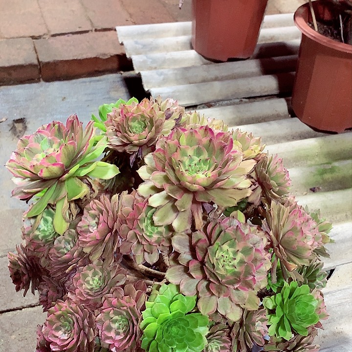 摘心粉黛，不包损