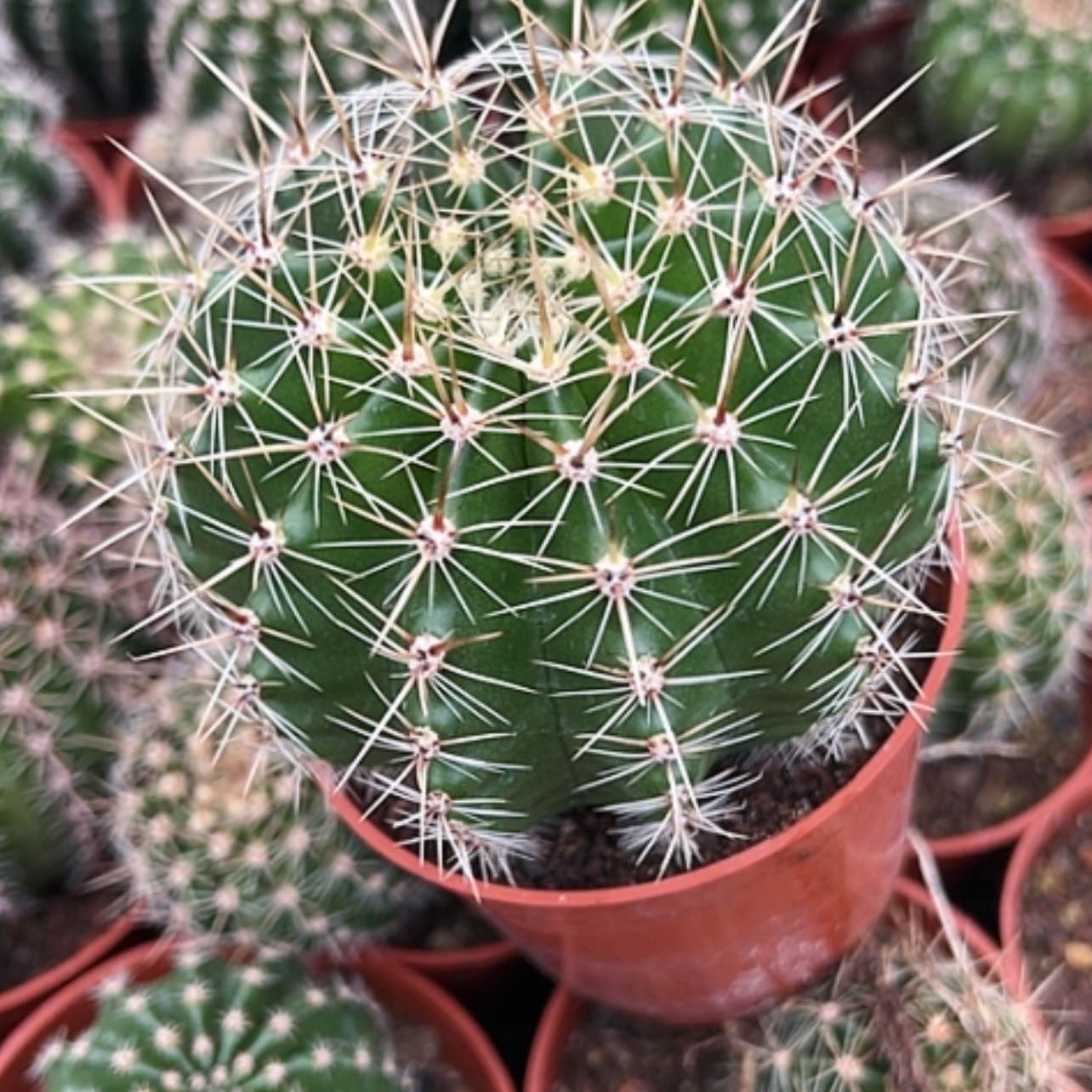 【闪购商品】花花花花