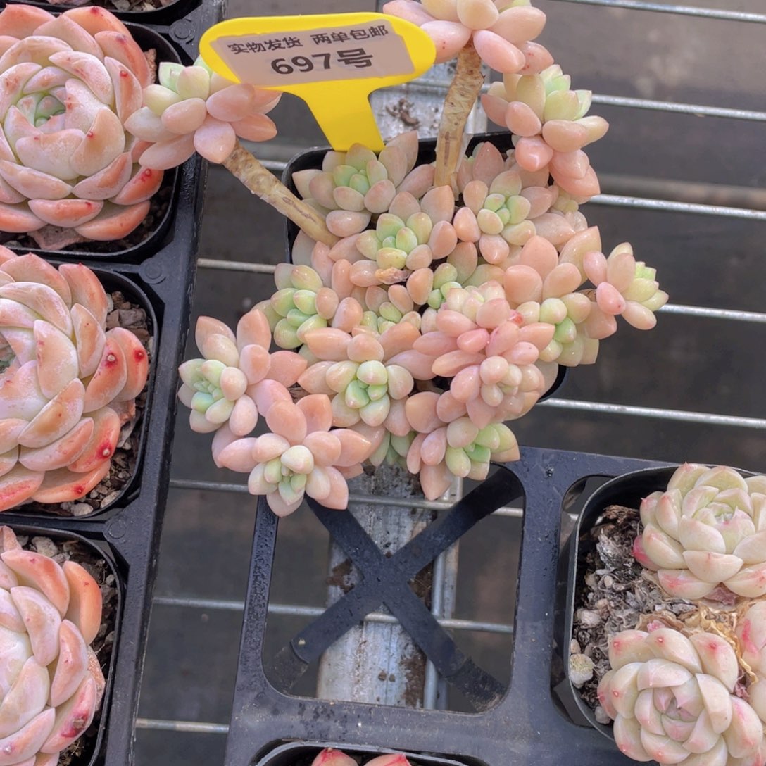 697号 奶酪蛋糕老桩大群生一个m