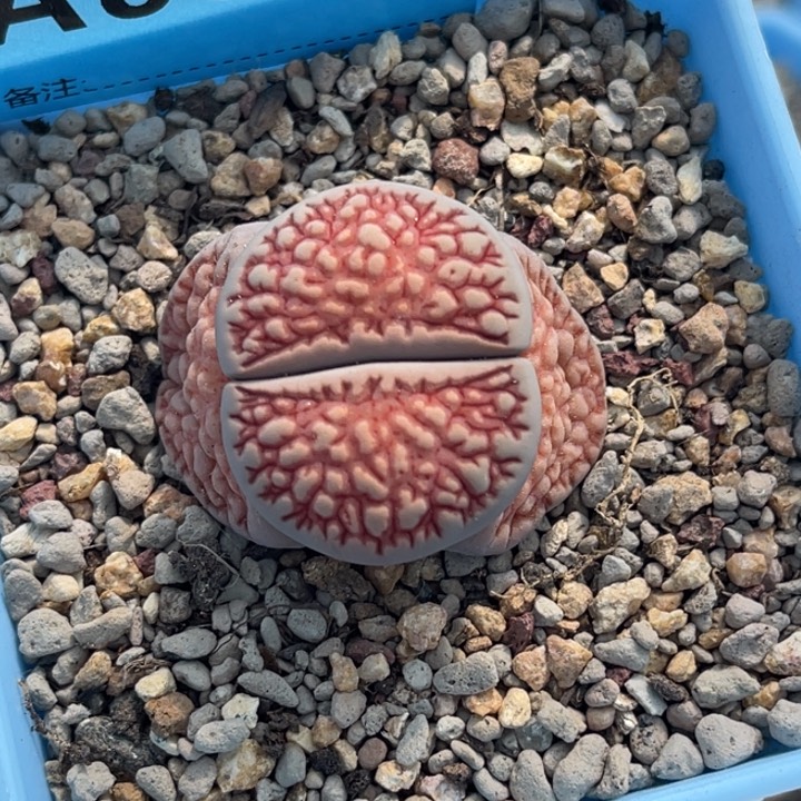 8328大浮雕莲花菊1颗