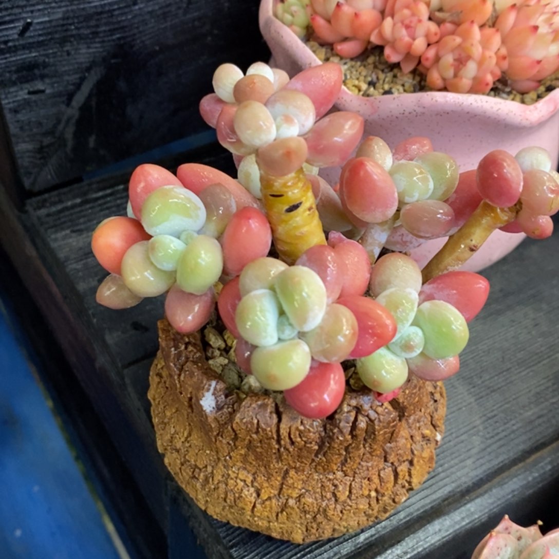 多肉植物盆栽多肉