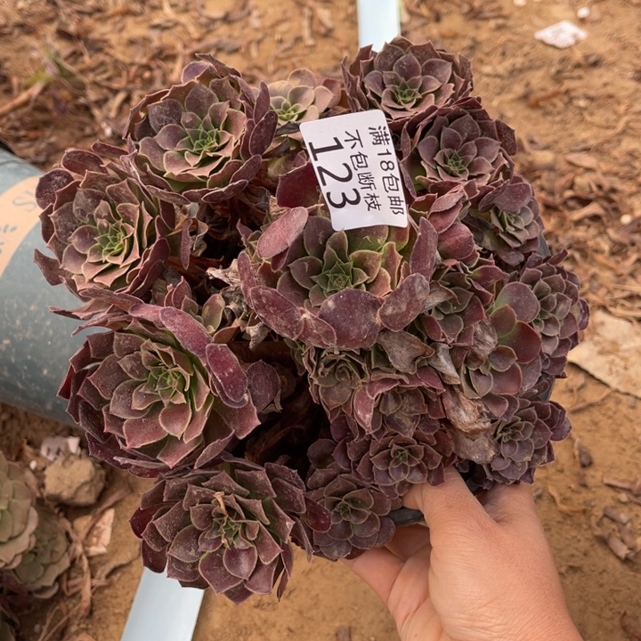 123荷兰玫瑰手捧1号棚