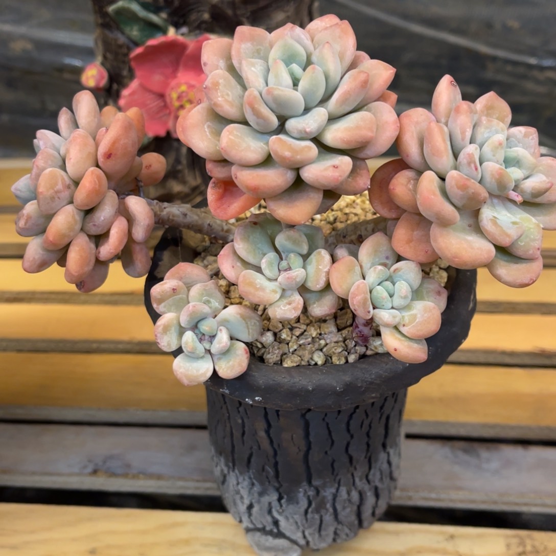 G*权373737373835353553