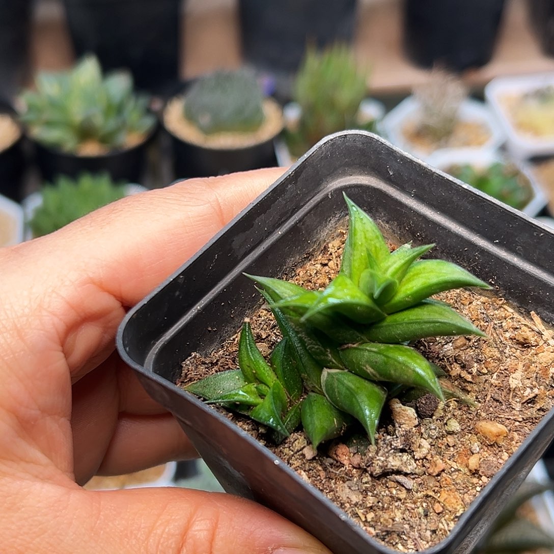 松塔掌硬叶十二卷