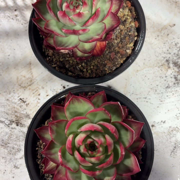 20号惊鸿仙子红红火火