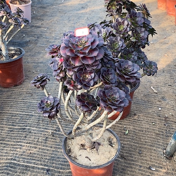 8，花蝴蝶多肉法师